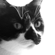 Illustration for article titled Shooting Challenge Pets Gallery 4